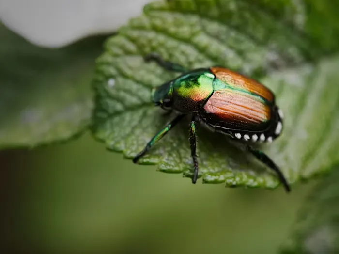 When a stranger emails to say you have a bug